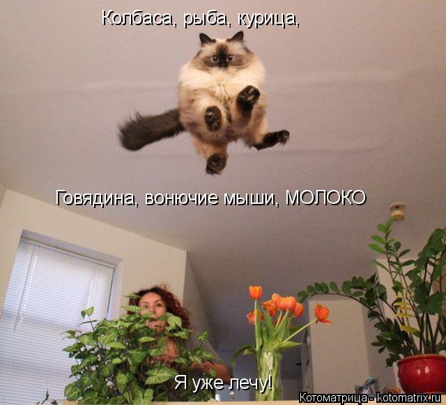 Котоматрица: Колбаса, рыба, курица, Говядина, вонючие мыши, МОЛОКО Я уже лечу!