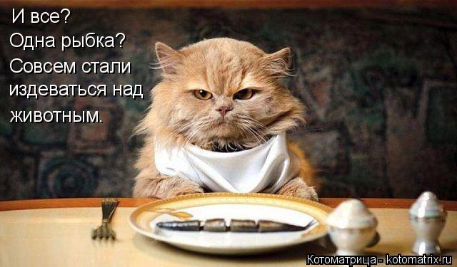 И все? Одна рыбка? Совсем стали издеваться над животным.... Котоматрица: И все? Одна рыбка? Совсем стали издеваться над животным.