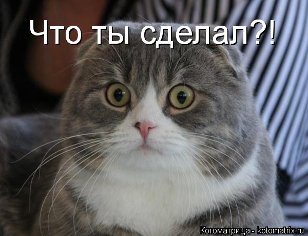 Что ты сделал?! Что ты сделал?!... Котоматрица: Что ты сделал?! Что ты сделал?!