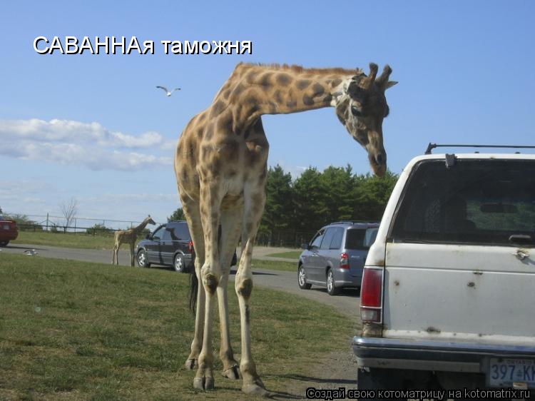САВАННАя таможня... Котоматрица: САВАННАя таможня