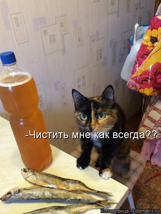 Котоматрица: -Чистить мне,как всегда??