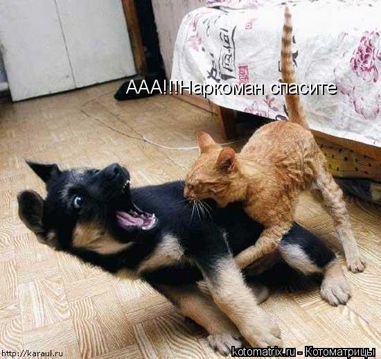 ААА!!!Наркоман спасите... Котоматрица: ААА!!!Наркоман спасите