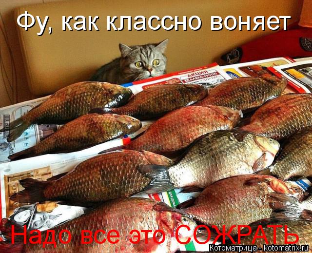 Котоматрица: Фу, как классно воняет Надо все это СОЖРАТЬ
