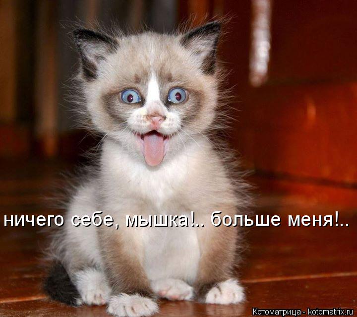ничего себе, мышка!.. больше меня!..... Котоматрица: ничего себе, мышка!.. больше меня!..