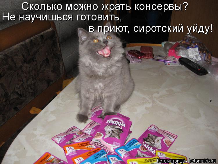 Котоматрица: Сколько можно жрать консервы? Не научишься готовить, в приют, сиротский уйду!