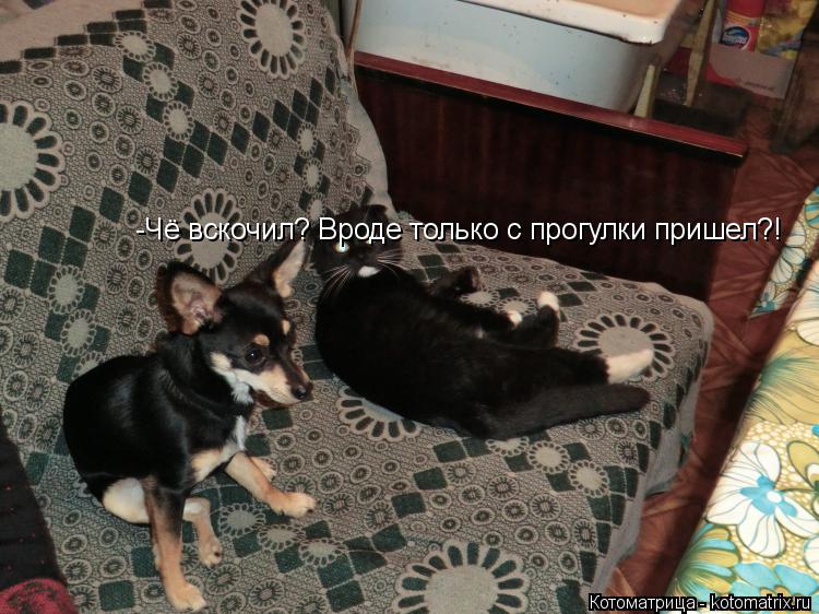 Котоматрица: -Чё вскочил? Вроде только с прогулки пришел?!