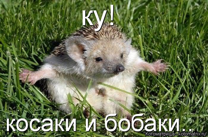 ку! косаки и бобаки..... Котоматрица: ку! косаки и бобаки..