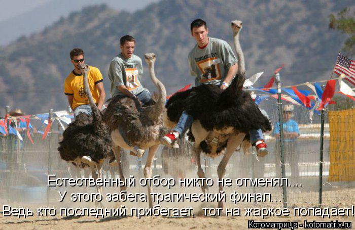 Естественный отбор никто не отменял.... У этого забега трагический финал... Ведь кто последний прибег... Котоматрица: Естественный отбор никто не отменял.... У этого забега трагический финал... Ведь кто последний прибегает, тот на жаркое попадает!