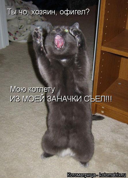 Ты чо, хозяин, офигел? Куда мою котлету из заначки съел? Мою котлету ИЗ МОЕЙ ЗАНАЧКИ СЪЕЛ!!!... Котоматрица: Ты чо, хозяин, офигел? Куда мою котлету из заначки съел? Мою котлету ИЗ МОЕЙ ЗАНАЧКИ СЪЕЛ!!!