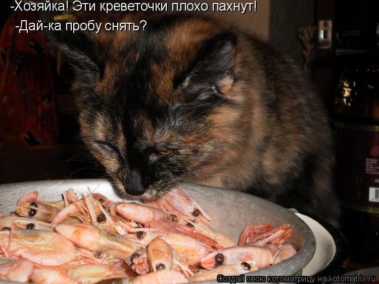 Котоматрица: -Хозяйка! Эти креветочки плохо пахнут!  -Дай-ка пробу снять?