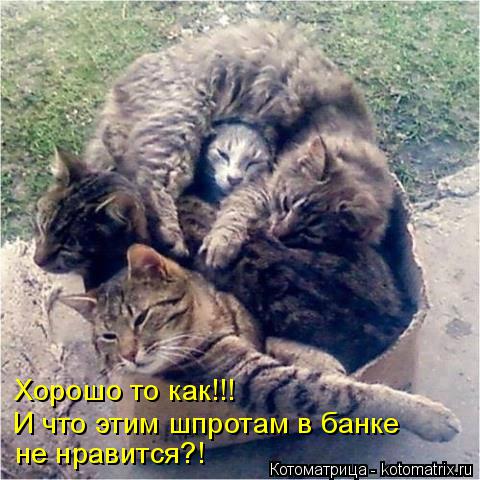 И что этим шпротам в банке Хорошо то как!!! не нравится?!... Котоматрица: И что этим шпротам в банке Хорошо то как!!! не нравится?!
