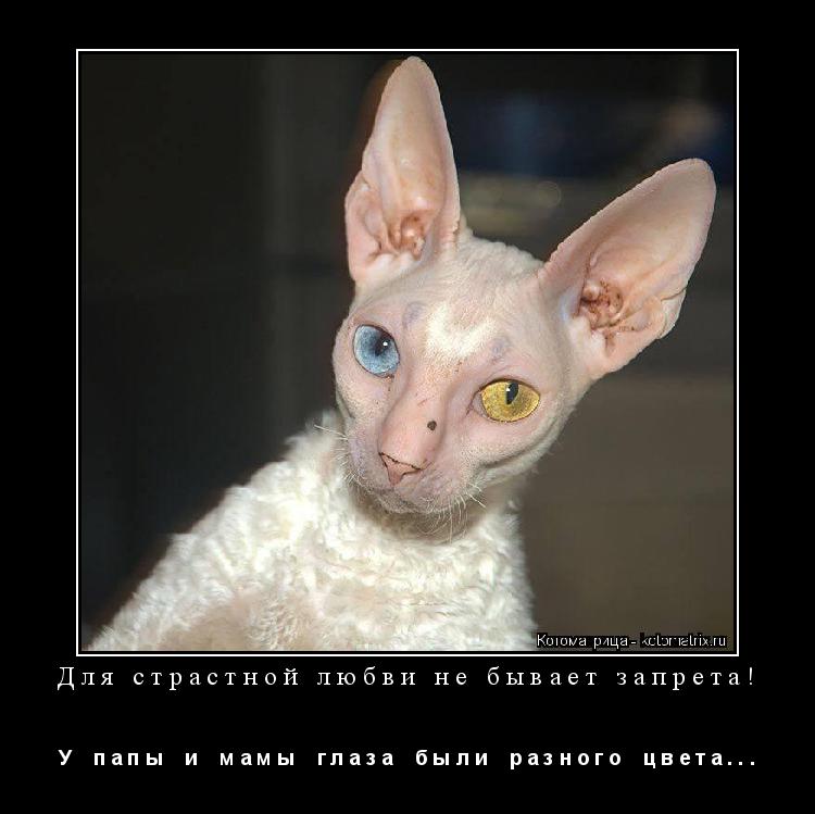 Для страстной любви не бывает запрета! У п а п ы и м а м ы г л а з а б ы л и р а з ... Котоматрица: Для страстной любви не бывает запрета! У п а п ы и м а м ы г л а з а б ы л и р а з н о г о ц в е т а . . .