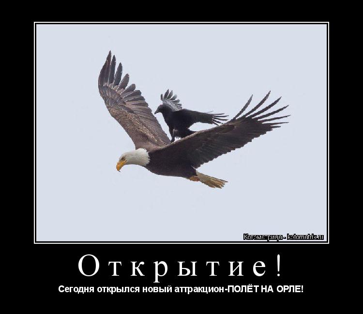 Открытие! Сегодня открылся новый аттракцион-ПОЛЁТ НА ОРЛЕ!... Котоматрица: Открытие! Сегодня открылся новый аттракцион-ПОЛЁТ НА ОРЛЕ!
