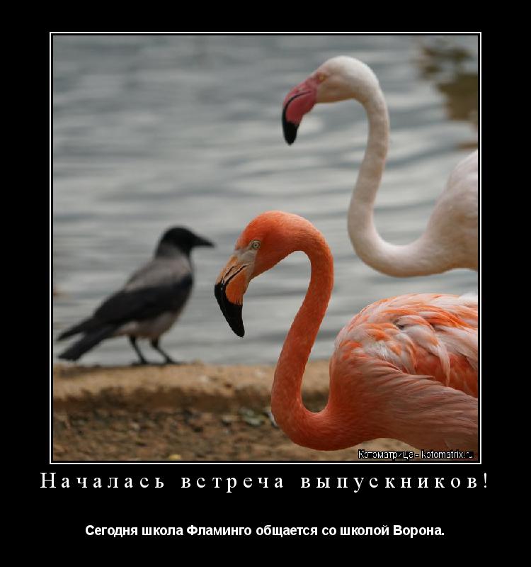 Началась встреча выпускников! Сегодня школа Фламинго общается со школой Ворона.... Котоматрица: Началась встреча выпускников! Сегодня школа Фламинго общается со школой Ворона.