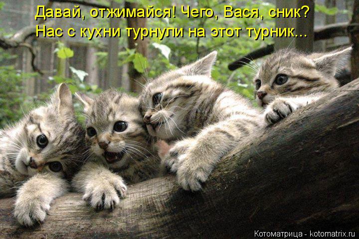 Давай, отжимайся! Чего, Вася, сник? Нас с кухни турнули на этот турник...... Котоматрица: Давай, отжимайся! Чего, Вася, сник? Нас с кухни турнули на этот турник...