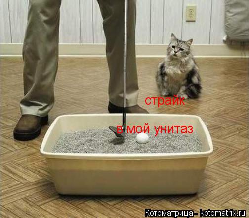 страйк в мой унитаз... Котоматрица: страйк в мой унитаз