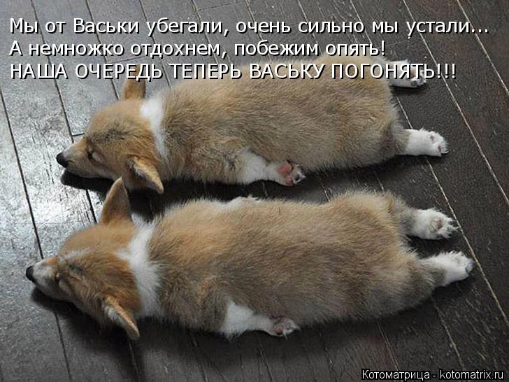 Мы от Васьки убегали, очень сильно мы устали... А немножко отдохнем, побежим опять! НАША ОЧЕРЕДЬ ТЕПЕ... Котоматрица: Мы от Васьки убегали, очень сильно мы устали... А немножко отдохнем, побежим опять! НАША ОЧЕРЕДЬ ТЕПЕРЬ ВАСЬКУ ПОГОНЯТЬ!!!