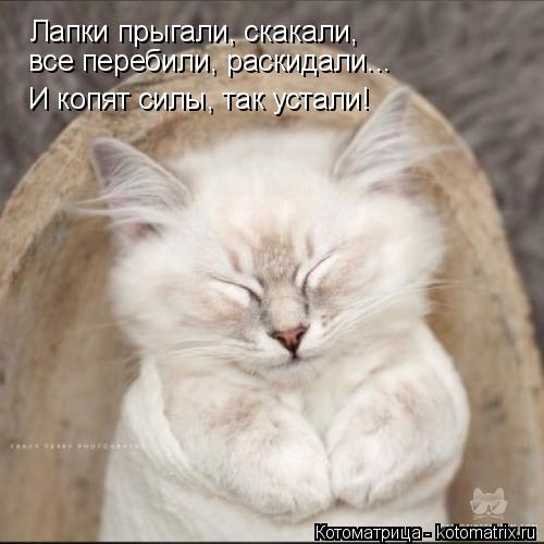 Лапки прыгали, скакали, все перебили, раскидали... И копят силы, так устали!... Котоматрица: Лапки прыгали, скакали, все перебили, раскидали... И копят силы, так устали!