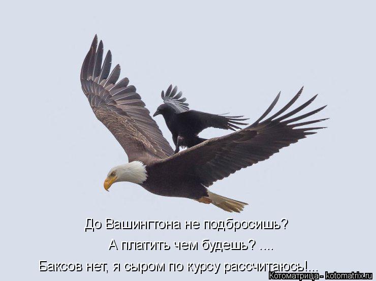 До Вашингтона не подбросишь? А платить чем будешь? .... Баксов нет, я сыром по курсу рассчитаюсь!...... Котоматрица: До Вашингтона не подбросишь? А платить чем будешь? .... Баксов нет, я сыром по курсу рассчитаюсь!...