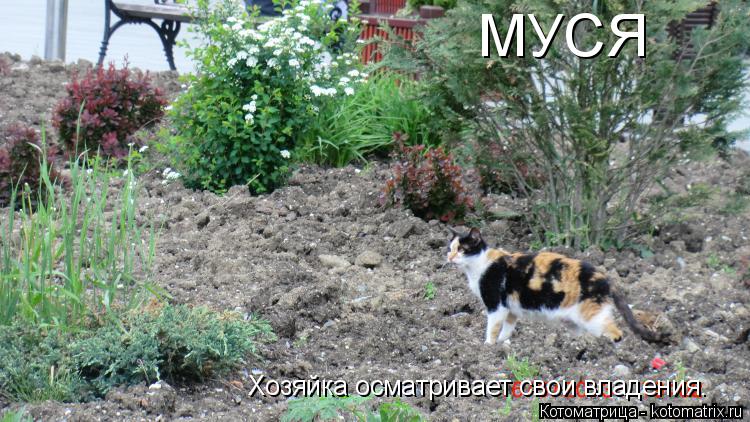 Хозяйка осматривает свои владения. МУСЯ... Котоматрица: Хозяйка осматривает свои владения. МУСЯ