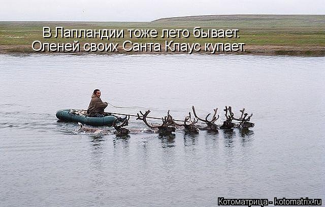 В Лапландии тоже лето бывает. Оленей своих Санта Клаус купает.... Котоматрица: В Лапландии тоже лето бывает. Оленей своих Санта Клаус купает.