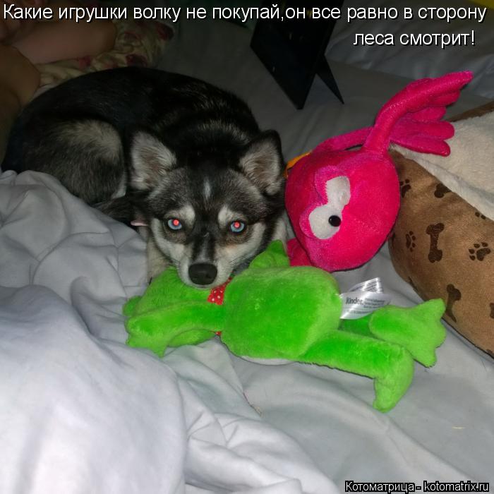 Какие игрушки волку не покупай,он все равно в сторону леса смотрит!... Котоматрица: Какие игрушки волку не покупай,он все равно в сторону леса смотрит!
