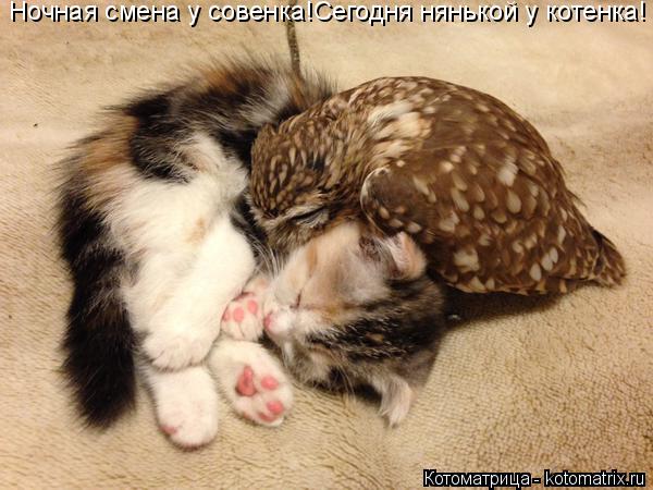 Ночная смена у совенка!Сегодня нянькой у котенка!... Котоматрица: Ночная смена у совенка!Сегодня нянькой у котенка!