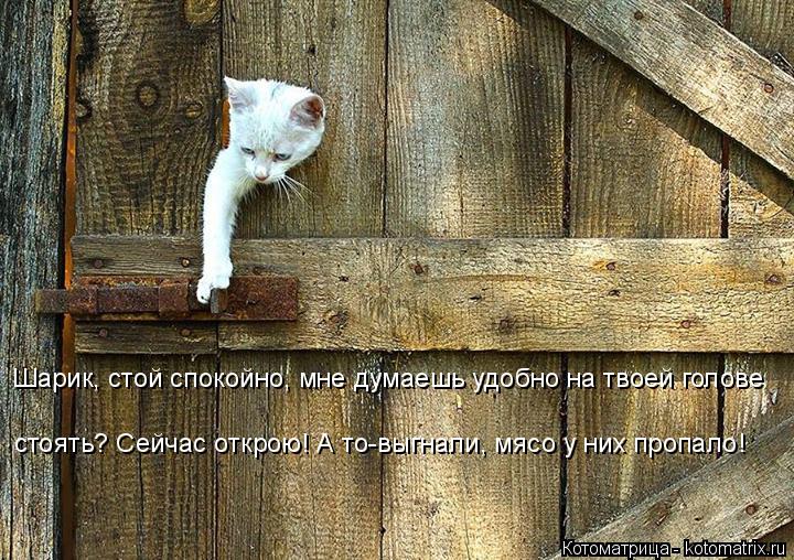 Шарик, стой спокойно, мне думаешь удобно на твоей голове стоять? Сейчас открою! А то-выгнали, мясо у ... Котоматрица: Шарик, стой спокойно, мне думаешь удобно на твоей голове стоять? Сейчас открою! А то-выгнали, мясо у них пропало!