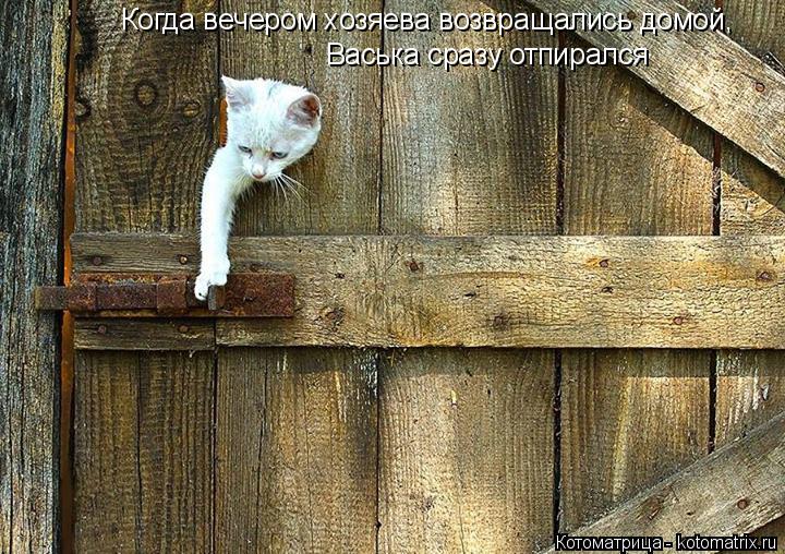Когда вечером хозяева возвращались домой, Васька сразу отпирался... Котоматрица: Когда вечером хозяева возвращались домой, Васька сразу отпирался