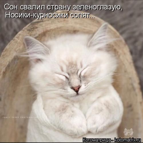 Сон свалил страну зеленоглазую, Носики-курносики сопят...... Котоматрица: Сон свалил страну зеленоглазую, Носики-курносики сопят...