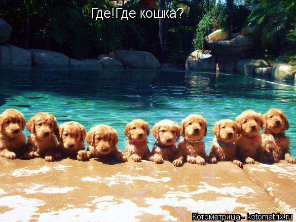 Где!Где кошка?... Котоматрица: Где!Где кошка?