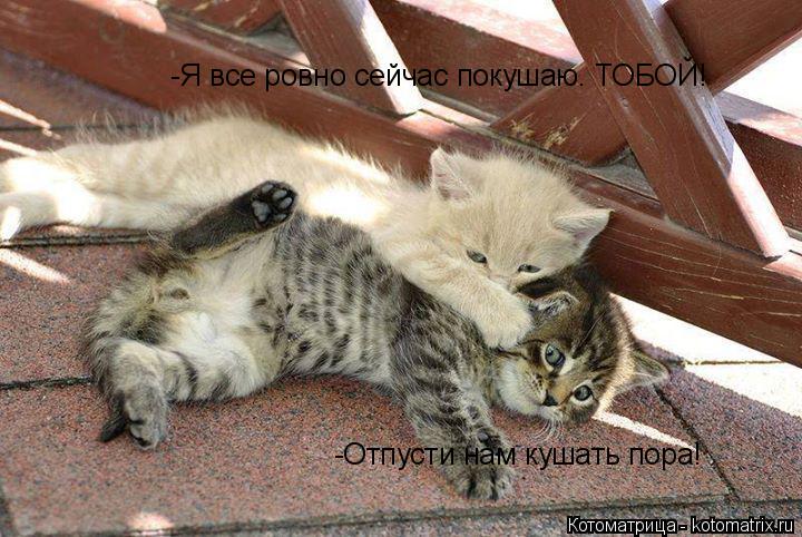 -Отпусти нам кушать пора! -Я все ровно сейчас покушаю. ТОБОЙ!... Котоматрица: -Отпусти нам кушать пора! -Я все ровно сейчас покушаю. ТОБОЙ!