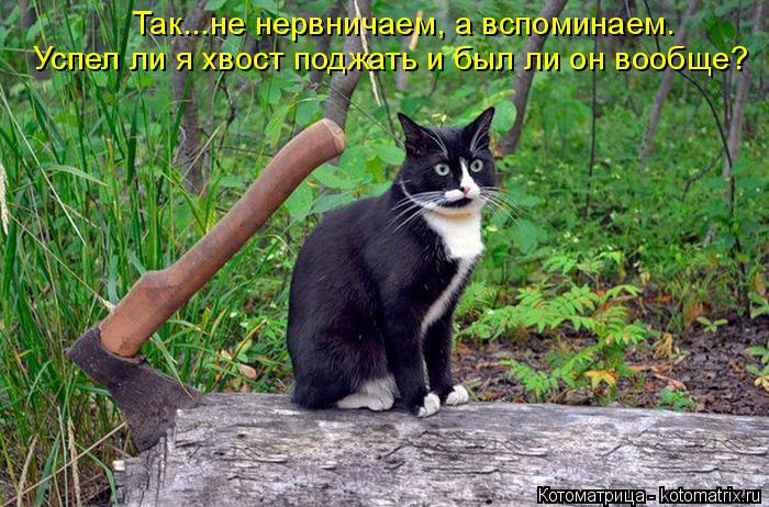 Так...не нервничаем, а вспоминаем. Успел ли я хвост поджать и был ли он вообще?... Котоматрица: Так...не нервничаем, а вспоминаем. Успел ли я хвост поджать и был ли он вообще?