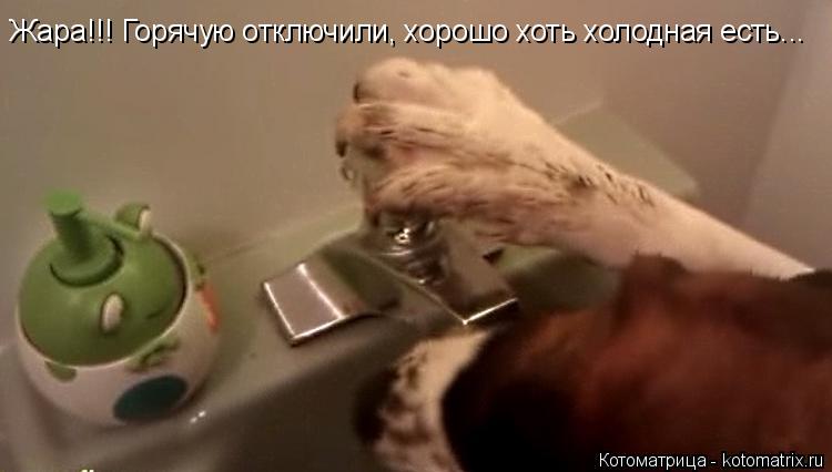 Жара!!! Горячую отключили, хорошо хоть холодная есть...... Котоматрица: Жара!!! Горячую отключили, хорошо хоть холодная есть...