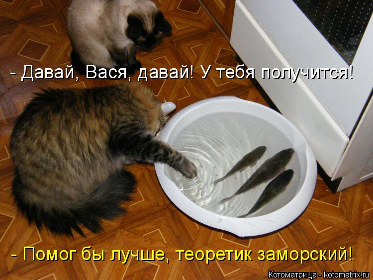 - Давай, Вася, давай! У тебя получится! - Помог бы лучше, теоретик заморский!... Котоматрица: - Давай, Вася, давай! У тебя получится! - Помог бы лучше, теоретик заморский!