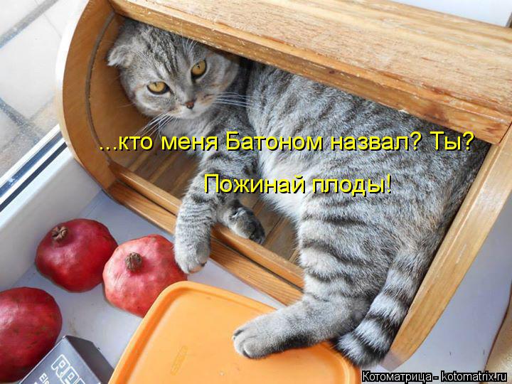 ...кто меня Батоном назвал? Ты? Пожинай плоды!... Котоматрица: ...кто меня Батоном назвал? Ты? Пожинай плоды!