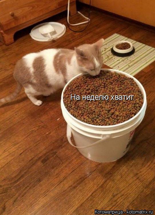 На неделю хватит.... Котоматрица: На неделю хватит.