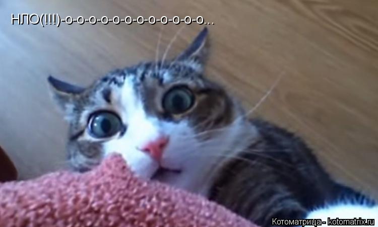 НЛО(!!!)-о-о-о-о-о-о-о-о-о-о-о-о...... Котоматрица: НЛО(!!!)-о-о-о-о-о-о-о-о-о-о-о-о...