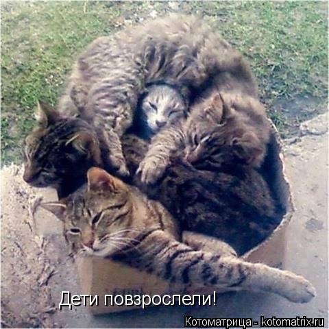 Дети повзрослели!... Котоматрица: Дети повзрослели!