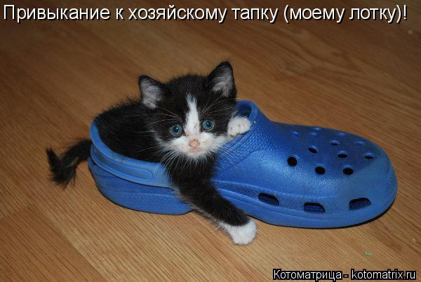 Привыкание к хозяйскому тапку (моему лотку)!... Котоматрица: Привыкание к хозяйскому тапку (моему лотку)!