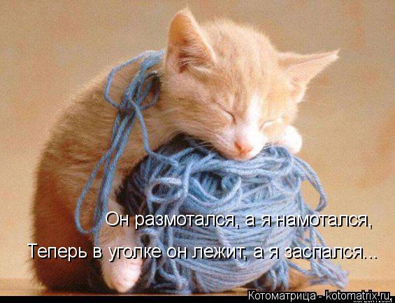 Он размотался, а я намотался, Теперь в уголке он лежит, а я заспался...... Котоматрица: Он размотался, а я намотался, Теперь в уголке он лежит, а я заспался...