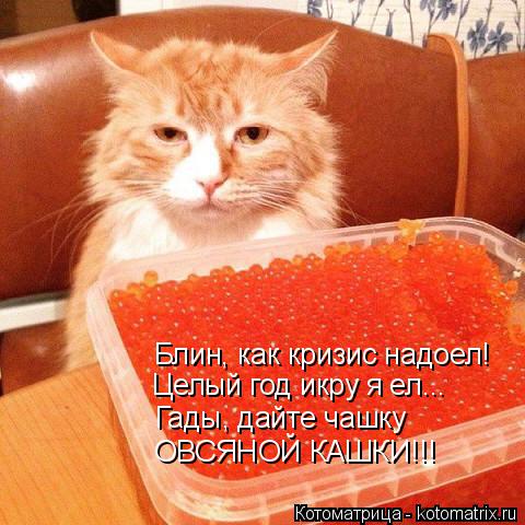 Блин, как кризис надоел! Целый год икру я ел... Гады, дайте чашку ОВСЯНОЙ КАШКИ!!!... Котоматрица: Блин, как кризис надоел! Целый год икру я ел... Гады, дайте чашку ОВСЯНОЙ КАШКИ!!!