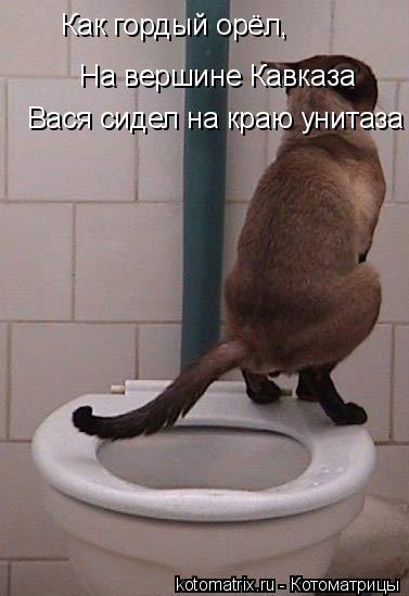 Как гордый орёл, На вершине Кавказа Вася сидел на краю унитаза... Котоматрица: Как гордый орёл, На вершине Кавказа Вася сидел на краю унитаза