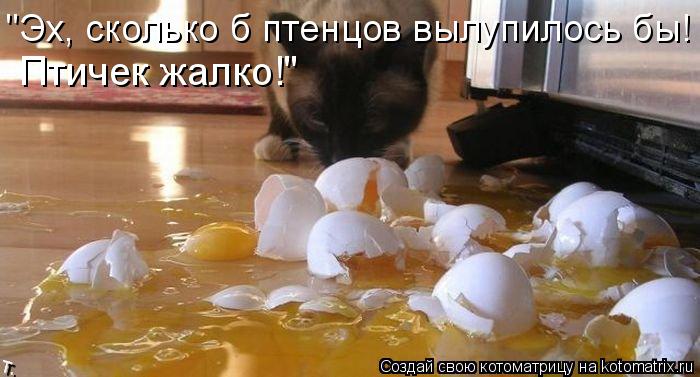 "Эх, сколько б птенцов вылупилось бы! Птичек жалко!"... Котоматрица: "Эх, сколько б птенцов вылупилось бы! Птичек жалко!"