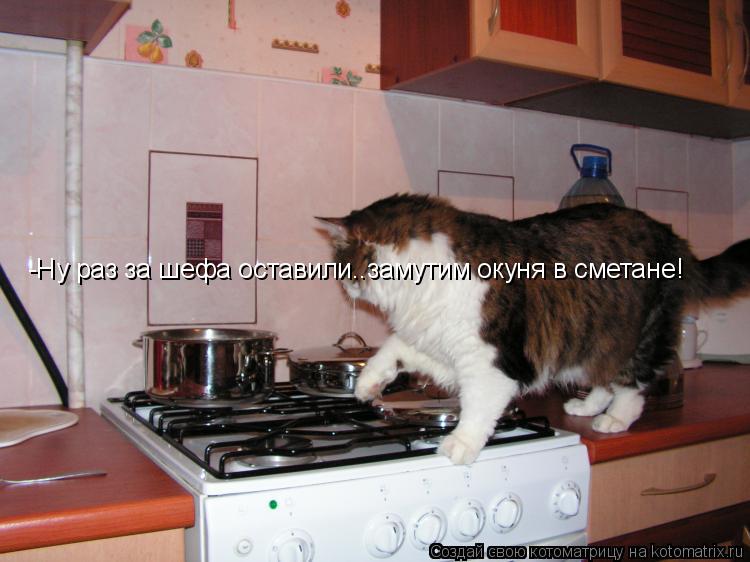 -Ну раз за шефа оставили..замутим окуня в сметане!... Котоматрица: -Ну раз за шефа оставили..замутим окуня в сметане!