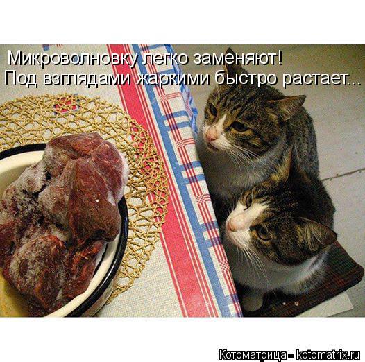 Микроволновку легко заменяют! Под взглядами жаркими быстро растает...... Котоматрица: Микроволновку легко заменяют! Под взглядами жаркими быстро растает...