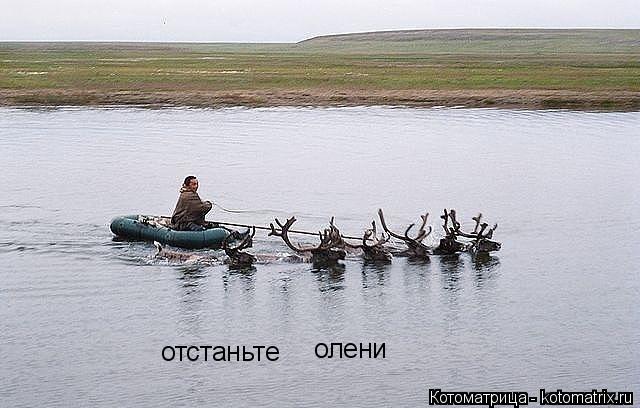 отстаньте олени... Котоматрица: отстаньте олени
