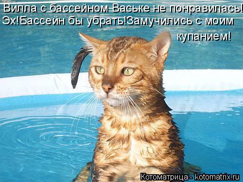 Вилла с бассейном Ваське не понравилась! Эх!Бассейн бы убрать!Замучились с моим купанием!... Котоматрица: Вилла с бассейном Ваське не понравилась! Эх!Бассейн бы убрать!Замучились с моим купанием!
