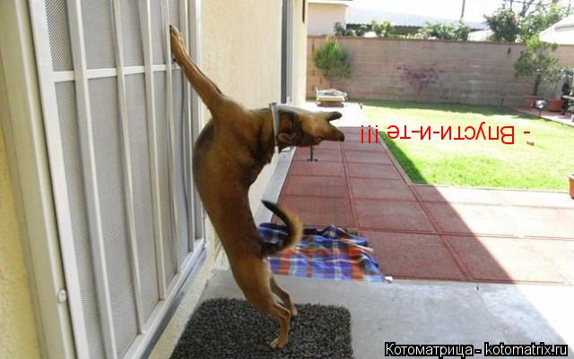 - Впусти-и-те !!!... Котоматрица: - Впусти-и-те !!!