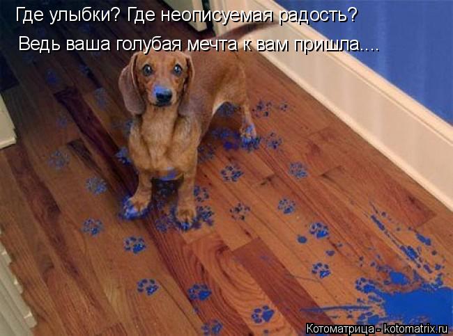 Где улыбки? Где неописуемая радость? Ведь ваша голубая мечта к вам пришла....... Котоматрица: Где улыбки? Где неописуемая радость? Ведь ваша голубая мечта к вам пришла....